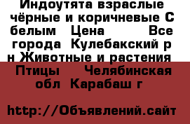 Индоутята взраслые чёрные и коричневые С белым › Цена ­ 450 - Все города, Кулебакский р-н Животные и растения » Птицы   . Челябинская обл.,Карабаш г.